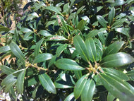 Shamrock Inkberry