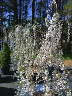 Snow Fountain Weeping Cherry