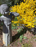 Lynwood Gold Forsythia