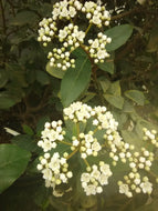 Spring Bouquet Viburnum