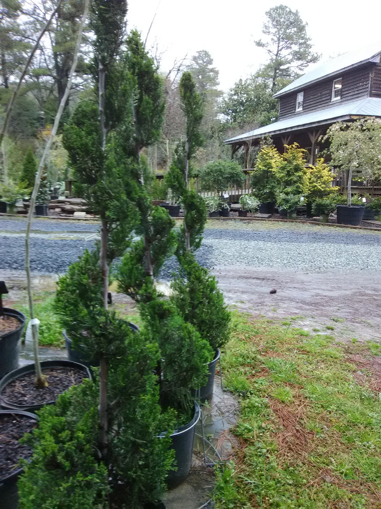 Blue Point juniper Toms Creek Farm & Nursery bscint.co.jp