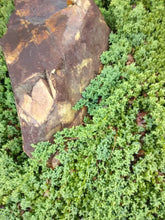 Dwarf Japanese Garden Juniper