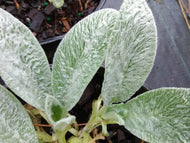 Lamb's Ears