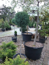 Carolina Sapphire Cypress Topiary