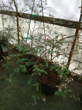 Climax Blueberry (rabbit eye)