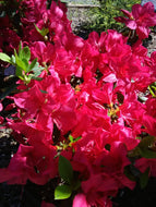 Autumn Bonfire Encore Azalea
