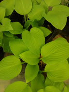 August Moon Hosta