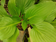 Royal Standard Green Hosta