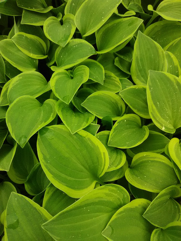 Golden Tiara Hosta – Toms Creek Farm & Nursery
