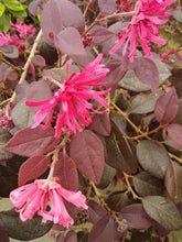 Purple Diamond Loropetalum