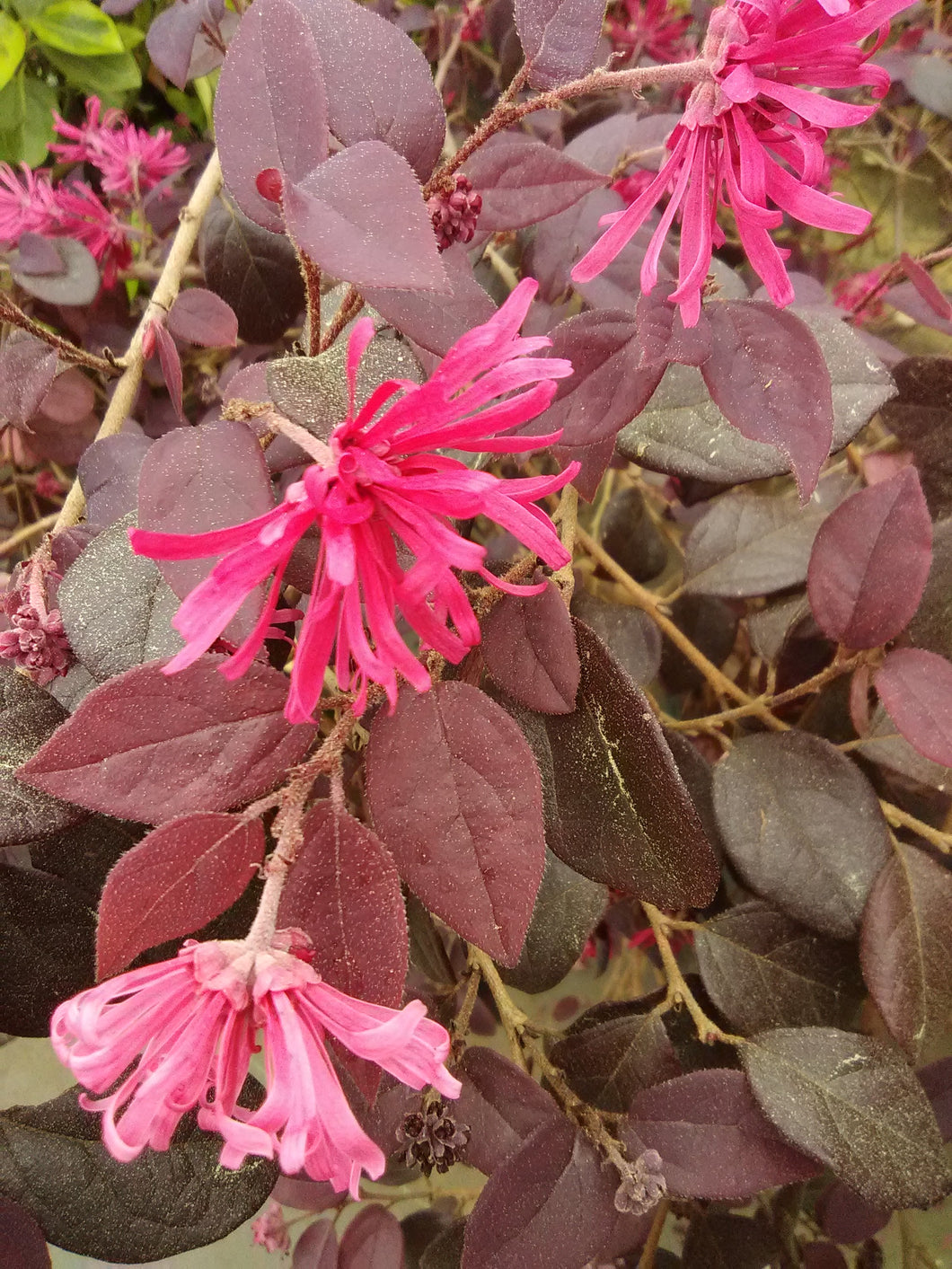Purple Diamond Loropetalum