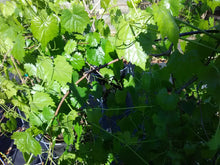 Scuppernong Muscadine Grape (female)