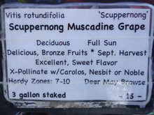 Scuppernong Muscadine Grape (female)