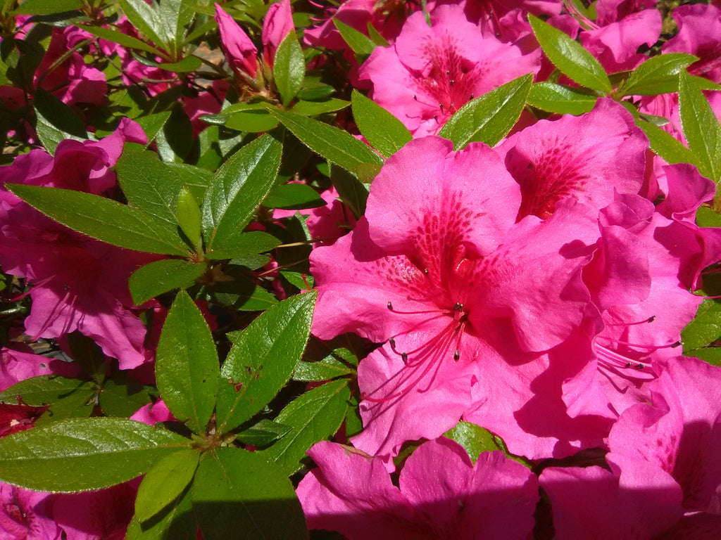Saybrook Glory Evergreen Azalea Toms Creek Farm & Nursery