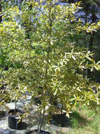 Willow Oak