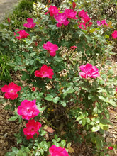 Single Red Knock Out Rose