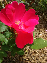 Single Red Knock Out Rose