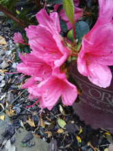 Autumn Cheer Encore Azalea