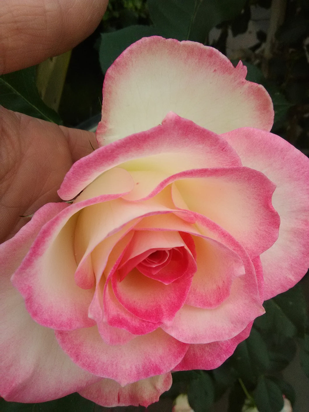 Eden Climber Rose