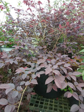 Purple Diamond Loropetalum