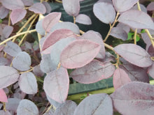 Purple Diamond Loropetalum