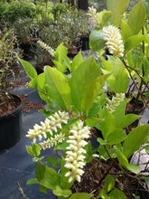 Little Henry Sweetspire (dwarf)