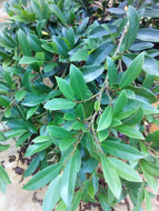 Vintage Jade Distylium