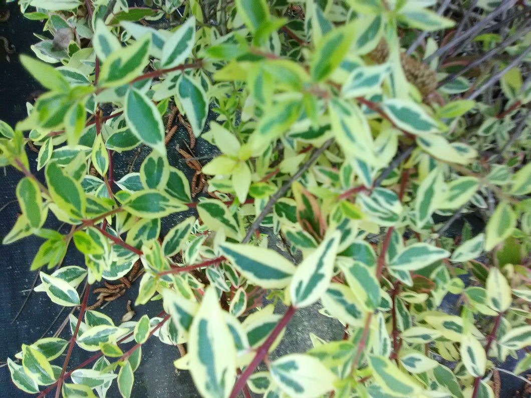 Sunrise Glossy Abelia