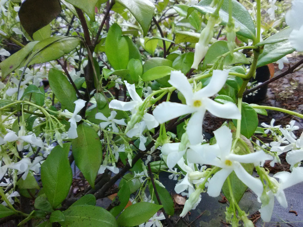 Confederate Star Jasmine – Toms Creek Farm & Nursery