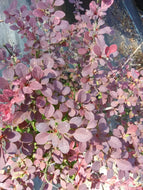 Rose Glow Japanese Barberry