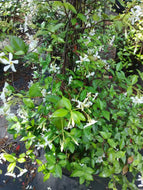 Asiatic Jasmine 'Yellow Star'