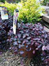 Purple Pixie Loropetalum