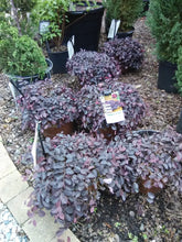 Purple Pixie Loropetalum