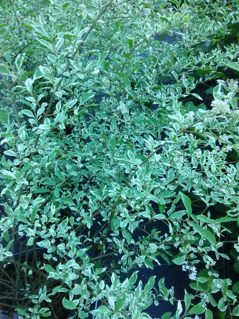 Chin. Privet - Ligustrum Sinensis - 6 Years - Spherical Shape
