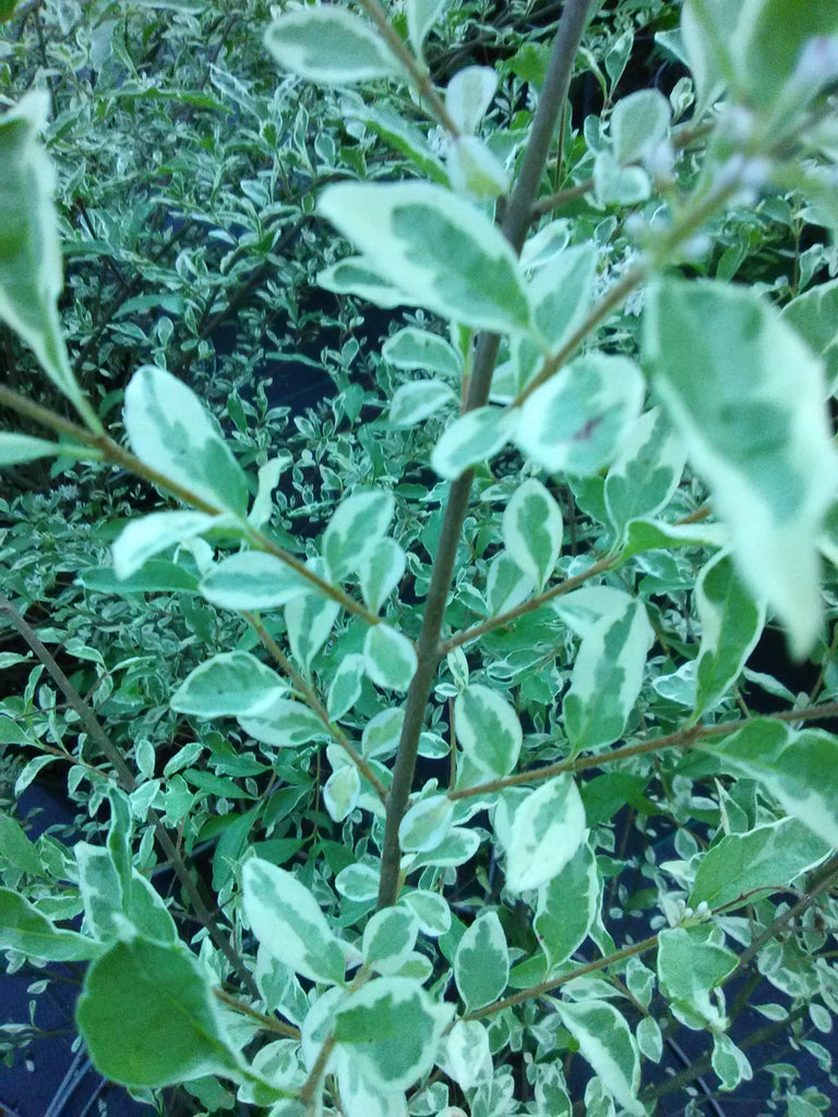 Variegated Ligustrum Sinensis, Chinese Privet – Toms Creek Farm & Nursery