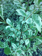 Variegated Ligustrum Sinensis, Chinese Privet