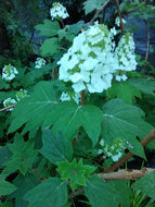 Alice Oakleaf Hydrangea