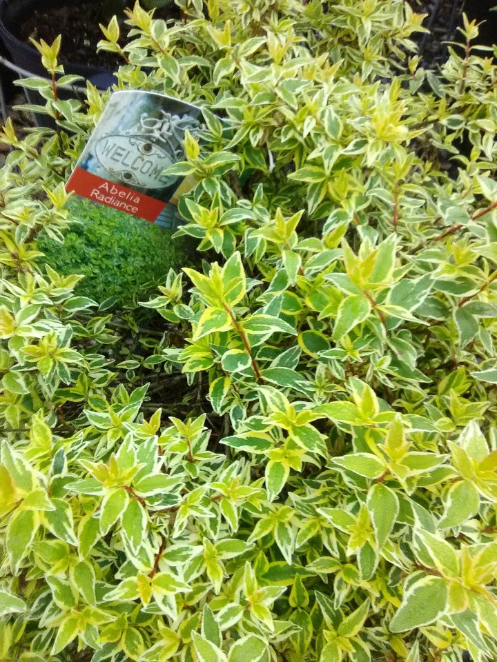Radiance Abelia