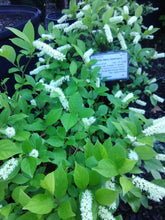 Little Henry Sweetspire (dwarf)