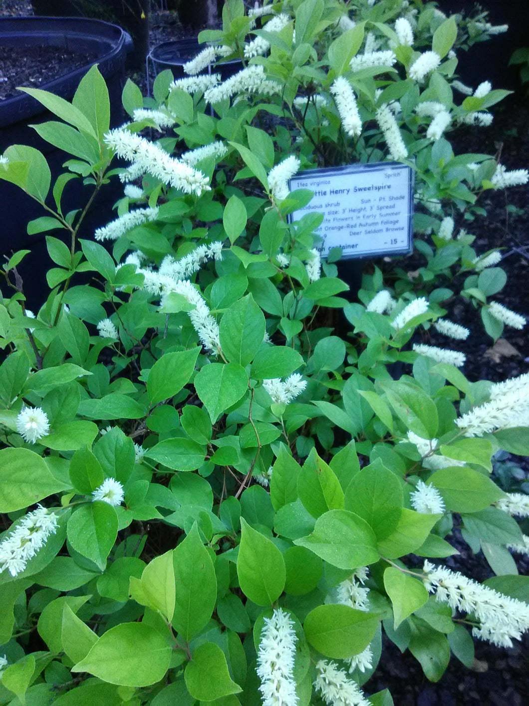 Little Henry Sweetspire (dwarf)