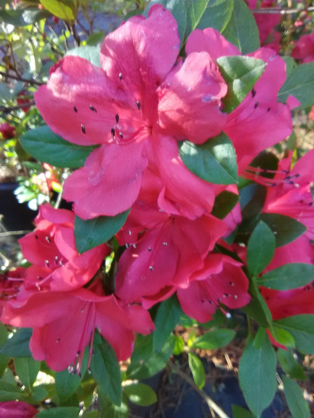 Amaghasa Evergreen Azalea