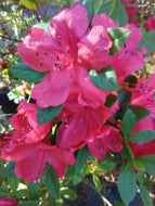 Amaghasa Evergreen Azalea