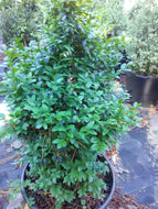 American Boxwood