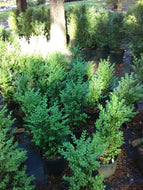 Green Mountain Boxwood
