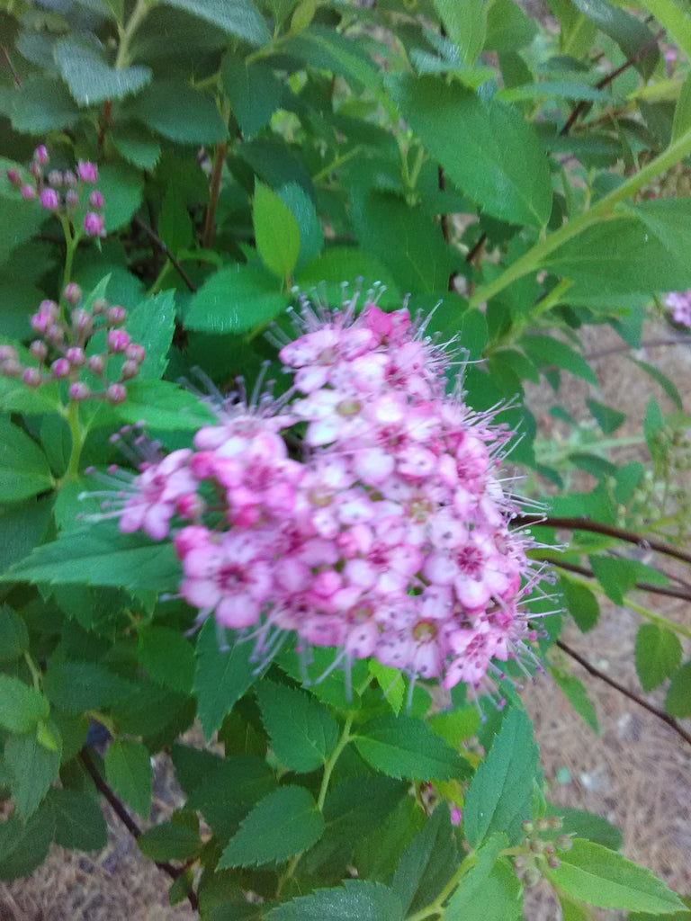 pink princess スポア Little Princess Spirea – Toms Creek Farm & Nursery