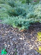 Angelica Blue Juniper