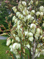 Spanish Bayonet Yucca