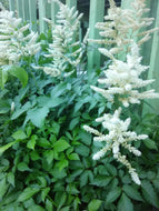 Washington Astilbe