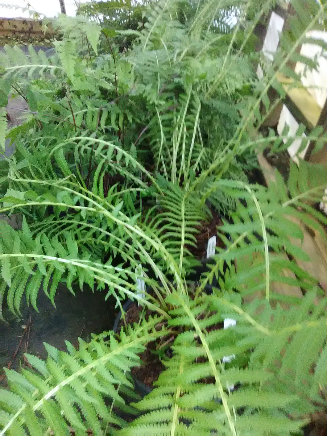 Ostrich Fern