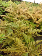 Brilliance Autumn Fern